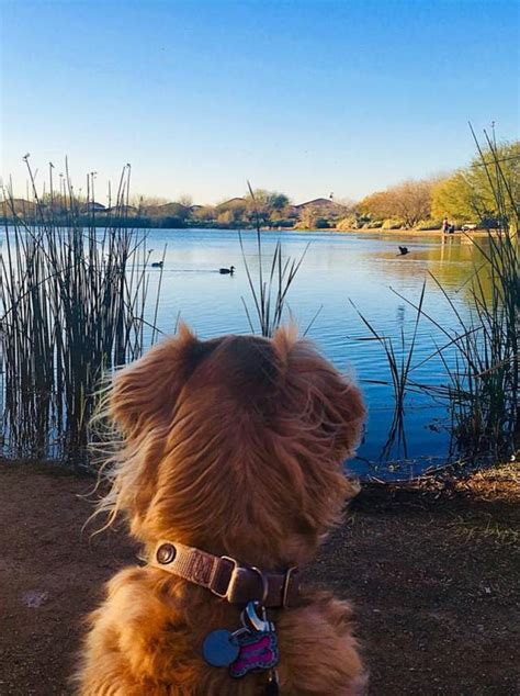 pet friendly hotels chandler az|Top Pet Friendly Hotels in Chandler, AZ, Arizona .